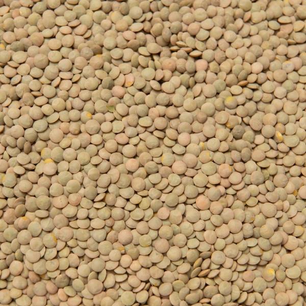Green Lentils Whole